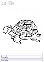 coloriage-tortue-2
